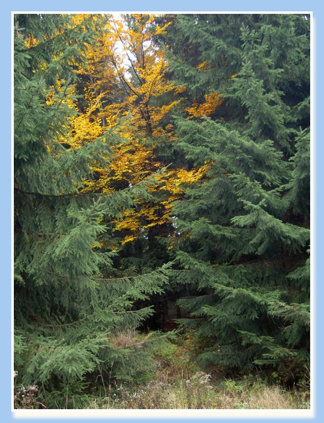 20-22.10.2006 NAROZENINY-JIZERKY 032